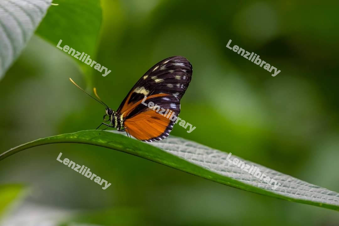 Butterfly on a green leaf